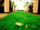 Herbe artificielle d'intérieur résidentielle de résistance abrasive, fausse herbe décorative fournisseur
