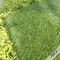 Champ Olive Green Soccer Field Lawn de mélange de tige trois et antiéblouissant fournisseur