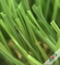 Herbe artificielle de jardin recyclable avec 4/3 Tone Color 16800s/Sqm fournisseur
