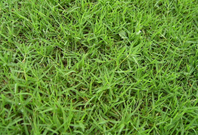 dernières nouvelles de l'entreprise Comparaison entre l'herbe synthétique du football et la vraie herbe  1