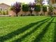Tapis d'herbe de gazon d'herbe de paysage pour le gazon en plastique de jardinage pour le jardin fournisseur