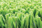 Gazon artificiel du football de vert de haute catégorie d'AVG, tapis synthétique d'herbe du football fournisseur