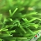 3 / 8&quot; herbe artificielle de jardin plat matériel de PE + de pp de mesure pour l'exposition fournisseur